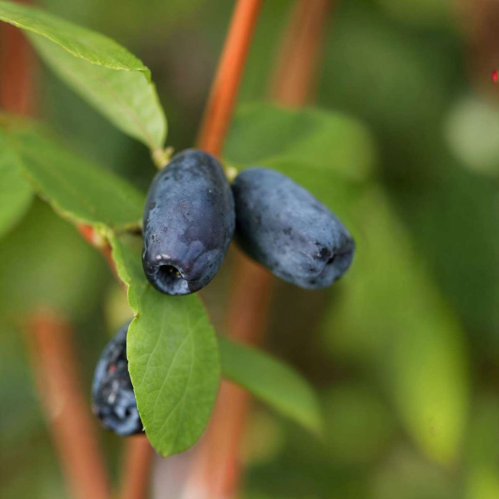 Haskap Berry - 3 pcs. - Lonicera kamtchatica - Height 25-40cm - ⌀9cm