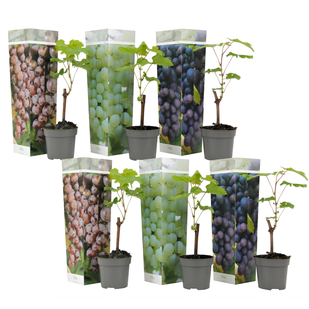 Common grape vine - 6 pcs. - Vitis vinifera - Height 25-40cm - ⌀9cm