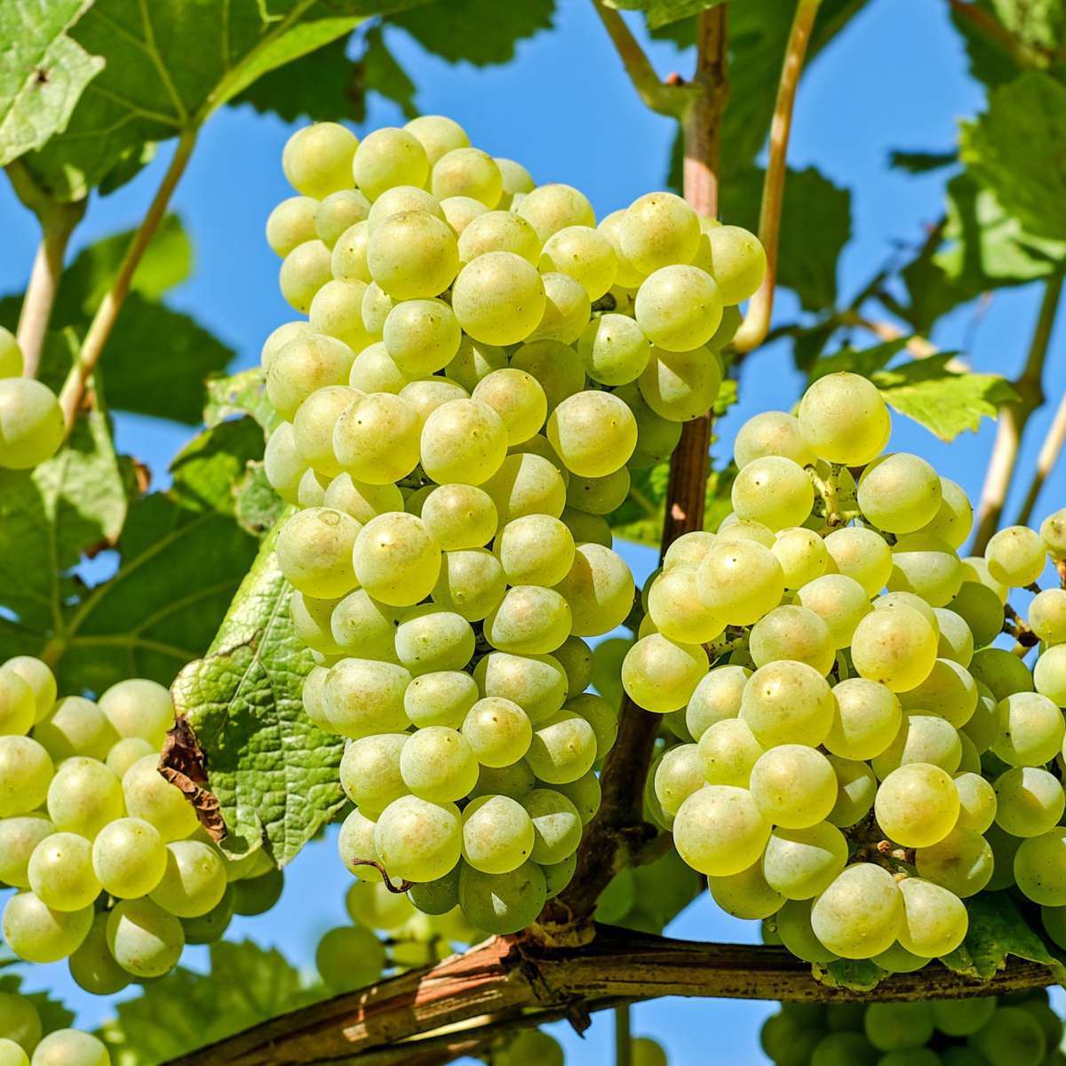 Common grape vine - 3 pcs. - Vitis vinifera 'Chardonnay' - Height 25-40cm - ⌀9cm
