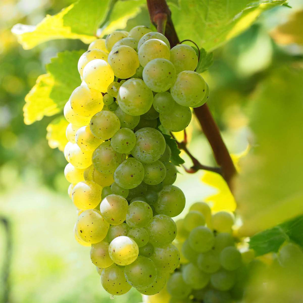Common grape vine - 3 pcs. - Vitis vinifera 'Chardonnay' - Height 25-40cm - ⌀9cm