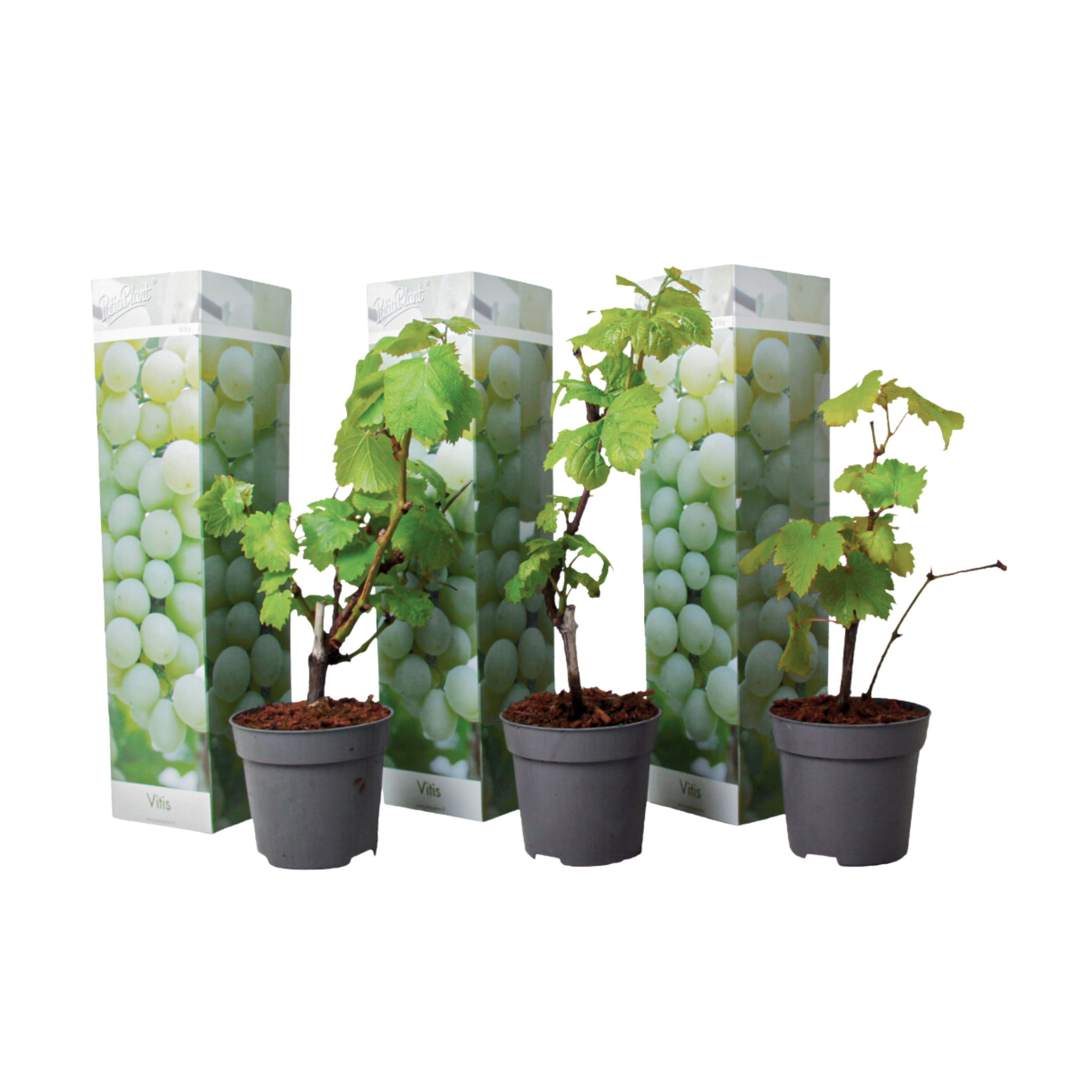 Common grape vine - 3 pcs. - Vitis vinifera 'Chardonnay' - Height 25-40cm - ⌀9cm