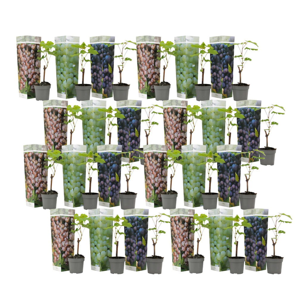 Common grape vine - 24 pcs. - Vitis vinifera - Height 25-40cm - ⌀9cm