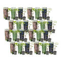 Common grape vine - 24 pcs. - Vitis vinifera - Height 25-40cm - ⌀9cm