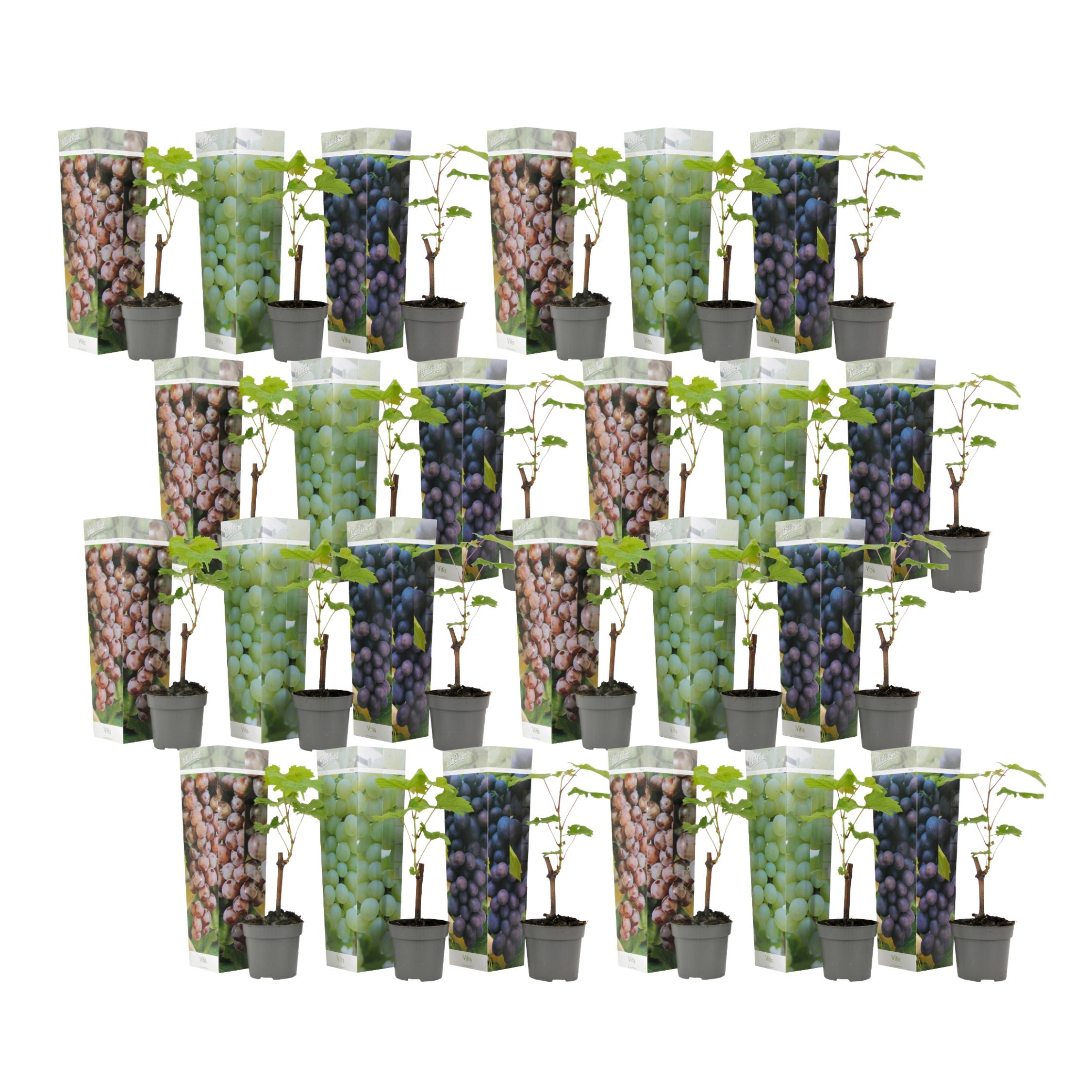 Common grape vine - 24 pcs. - Vitis vinifera - Height 25-40cm - ⌀9cm