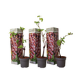 Common grape vine - 3 pcs. - Vitis vinifera 'pinot gris' - Height 25-40cm - ⌀9cm