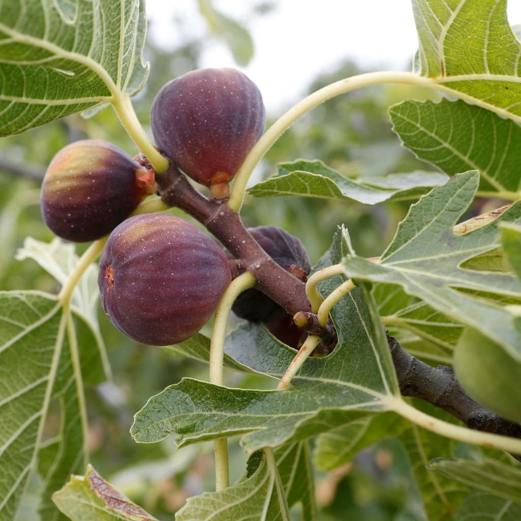 Common fig - 2 pcs. - Ficus carica 'Brown Turkey' - Height 25-40cm - ⌀9cm
