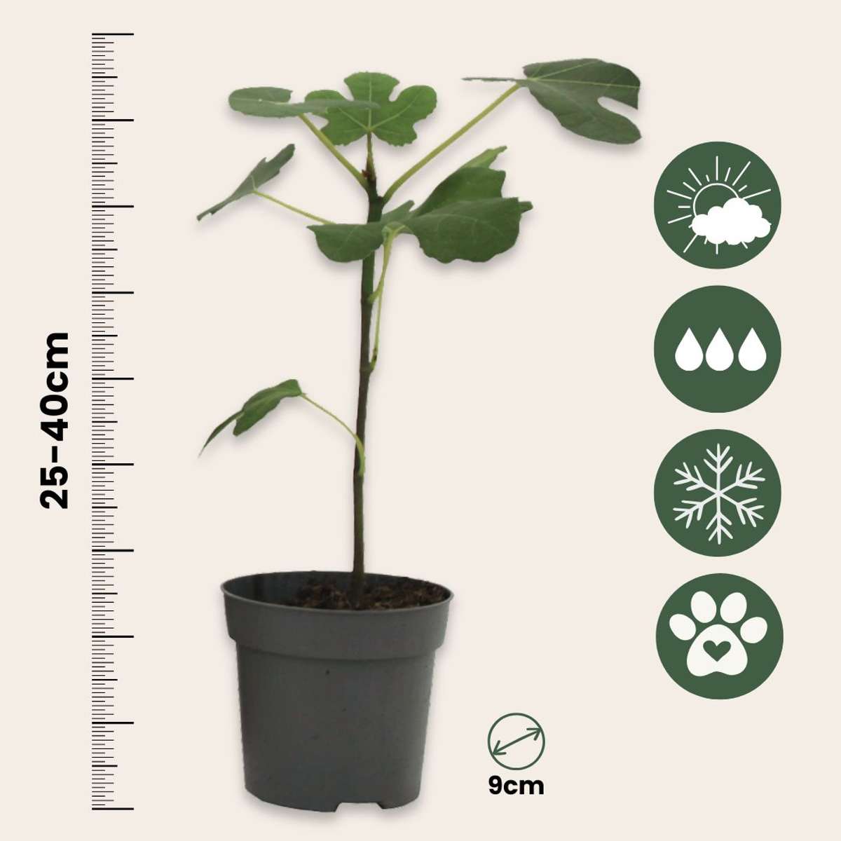 Common fig - 2 pcs. - Ficus carica 'Brown Turkey' - Height 25-40cm - ⌀9cm
