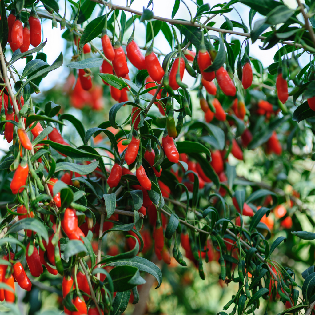 Goji berries - 6 pcs. - Lycium barbarum - Height 25-40cm - ⌀9cm