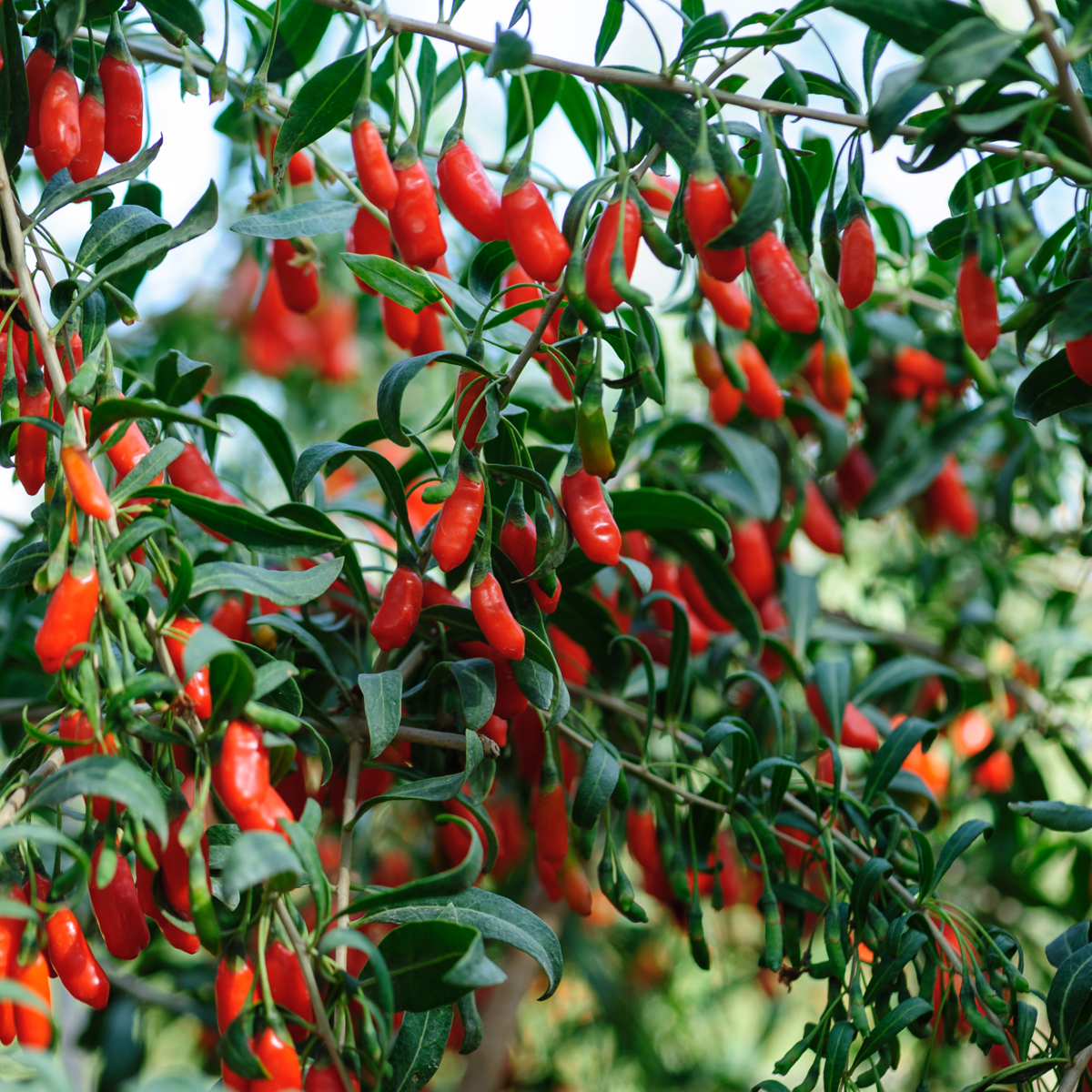 Goji berries - 6 pcs. - Lycium barbarum - Height 25-40cm - ⌀9cm