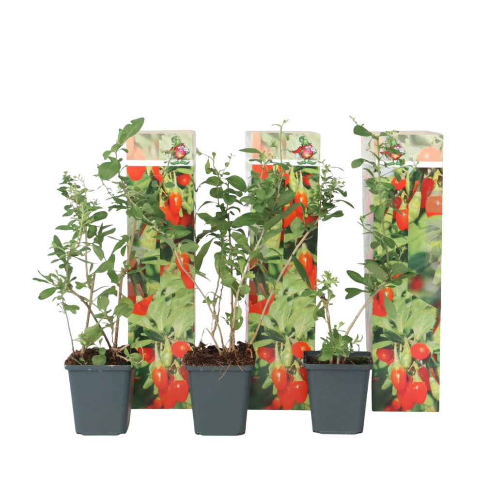 Goji berries - 3 pcs. - Lycium barbarum - Height 25-40cm - ⌀9cm