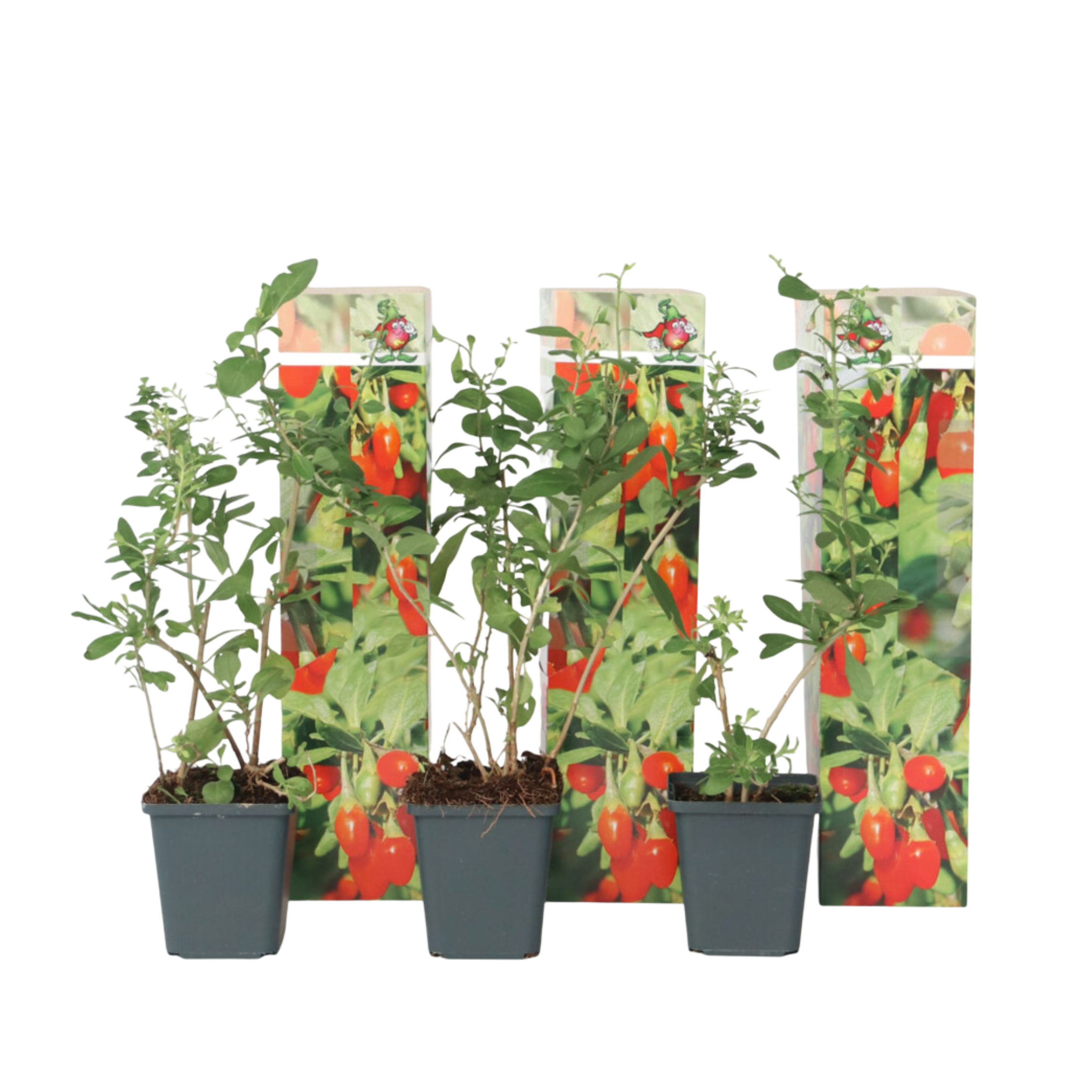 Goji berries - 3 pcs. - Lycium barbarum - Height 25-40cm - ⌀9cm