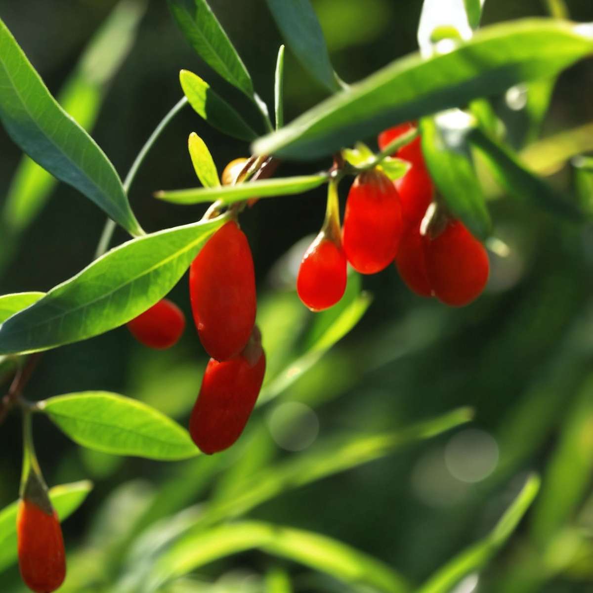 Goji berries - 6 pcs. - Lycium barbarum - Height 25-40cm - ⌀9cm