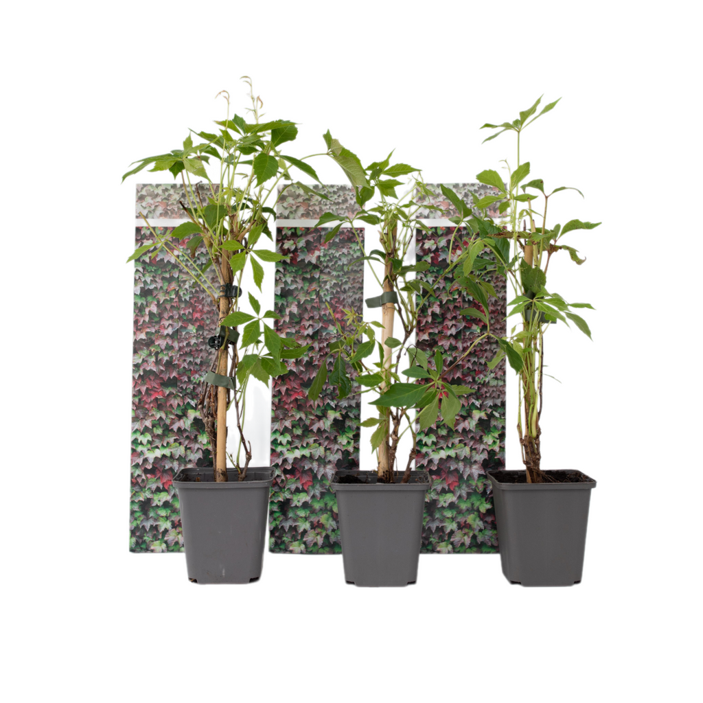 Virginia creeper - 3 pcs. - Parthenocissus quinquefolia - Height 25-40cm - ⌀9cm