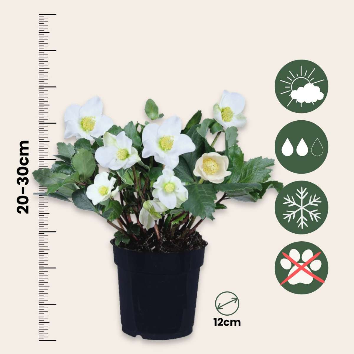 Christmas Rose - 3 pcs. - Helleborus niger 'Mont Blanc' - Height 20-30cm - ⌀12cm