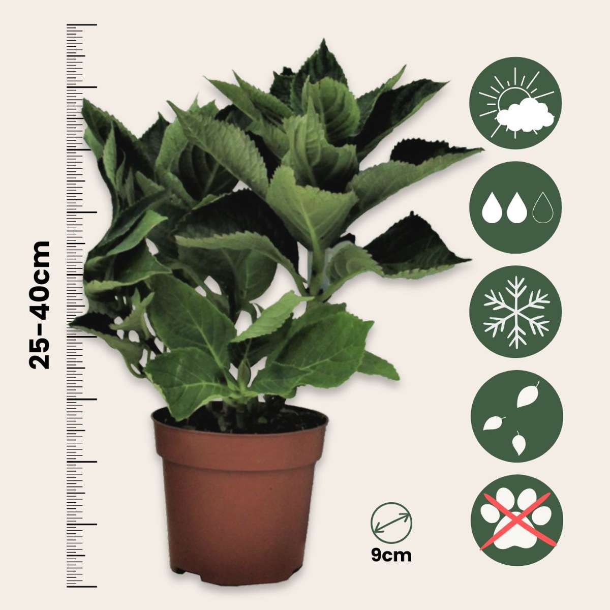 Hortensia - 3 pcs. - Hydrangea macrophylla 'Bavaria' - Height 25-40cm - ⌀9cm