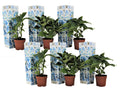 Hortensia - 6 pcs. - Hydrangea macrophylla 'Bavaria' - Height 25-40cm - ⌀9cm