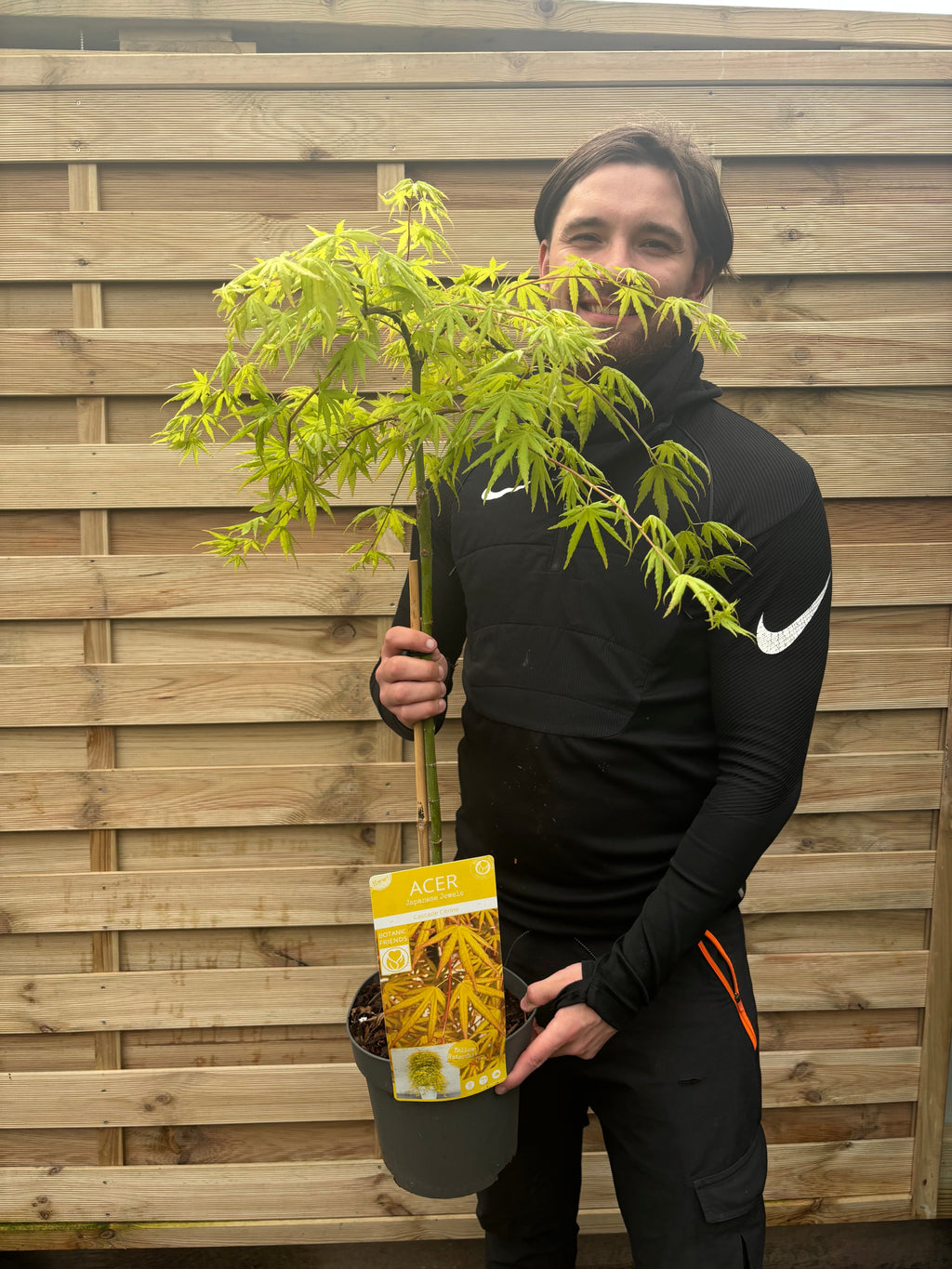 Acer palmatum 'Cascade Citrine' Standard (100cm)