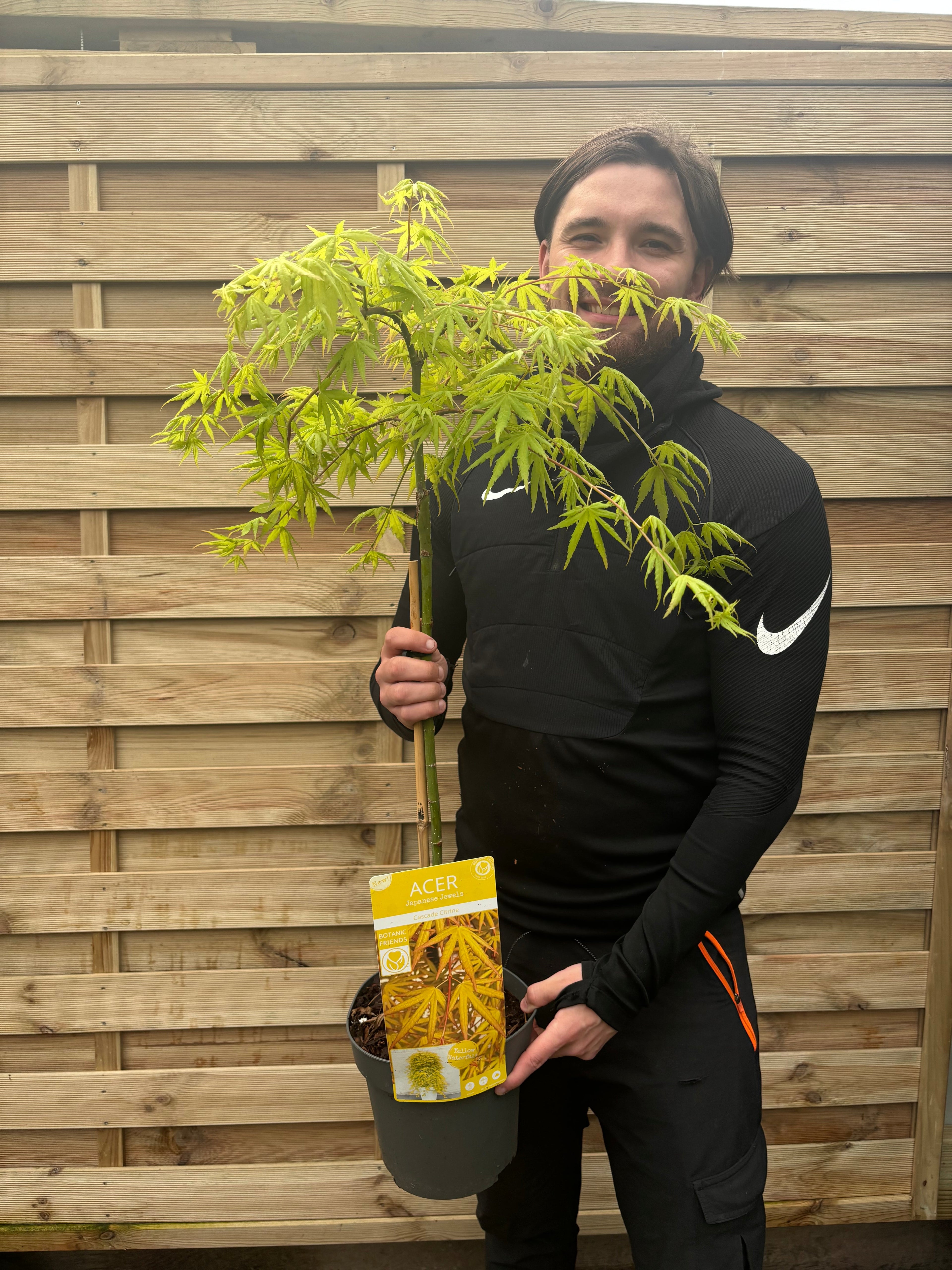 Acer palmatum 'Cascade Citrine' Standard (100cm)