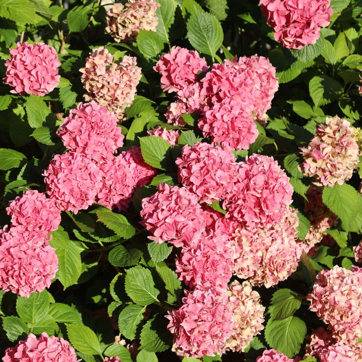 Hortensia - 6 pcs. - Hydrangea macrophylla - Height 25-40cm - ⌀10,5cm