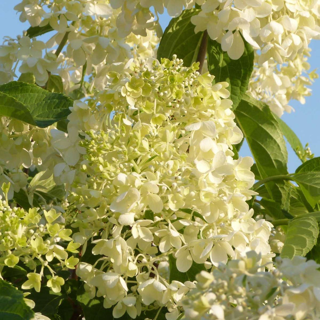 Hortensia - 6 pcs. - Hydrangea macrophylla - Height 25-40cm - ⌀10,5cm