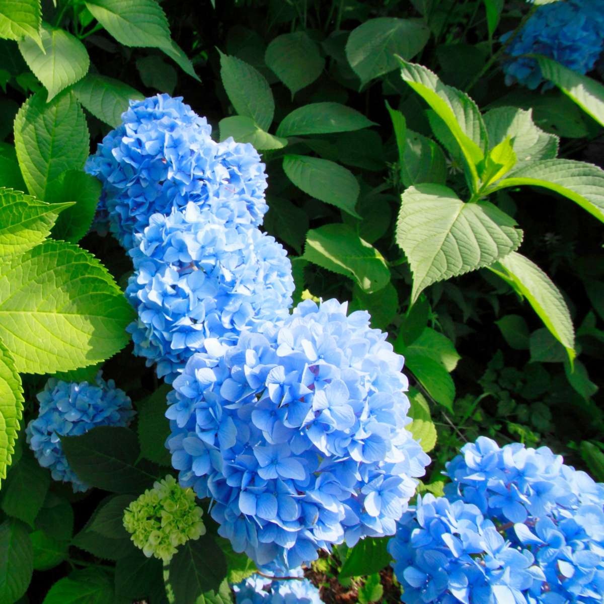 Hortensia - 3 pcs. - Hydrangea macrophylla 'Early Blue' - Height 25-40cm - ⌀9cm