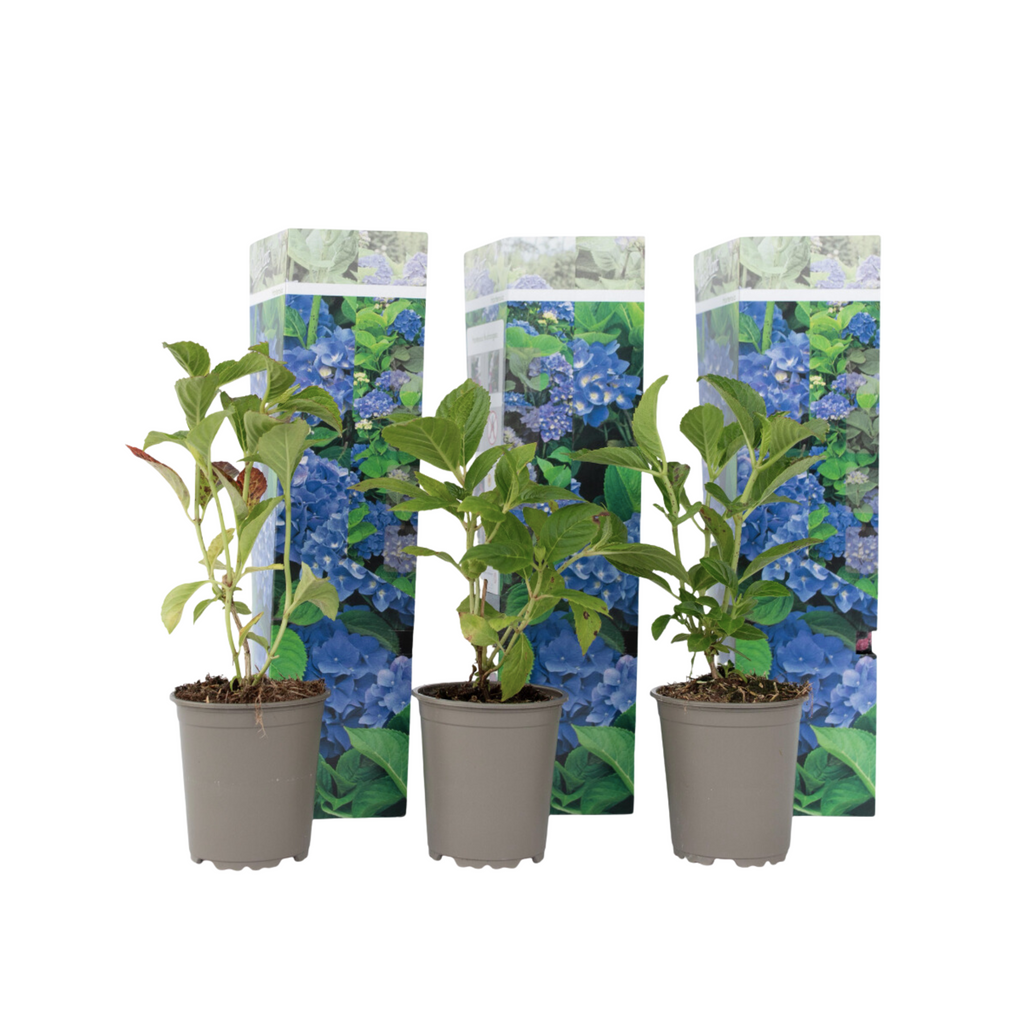 Hortensia - 3 pcs. - Hydrangea macrophylla 'Early Blue' - Height 25-40cm - ⌀9cm