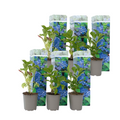 Hortensia - 6 pcs. - Hydrangea macrophylla 'Early Blue' - Height 25-40cm - ⌀9cm