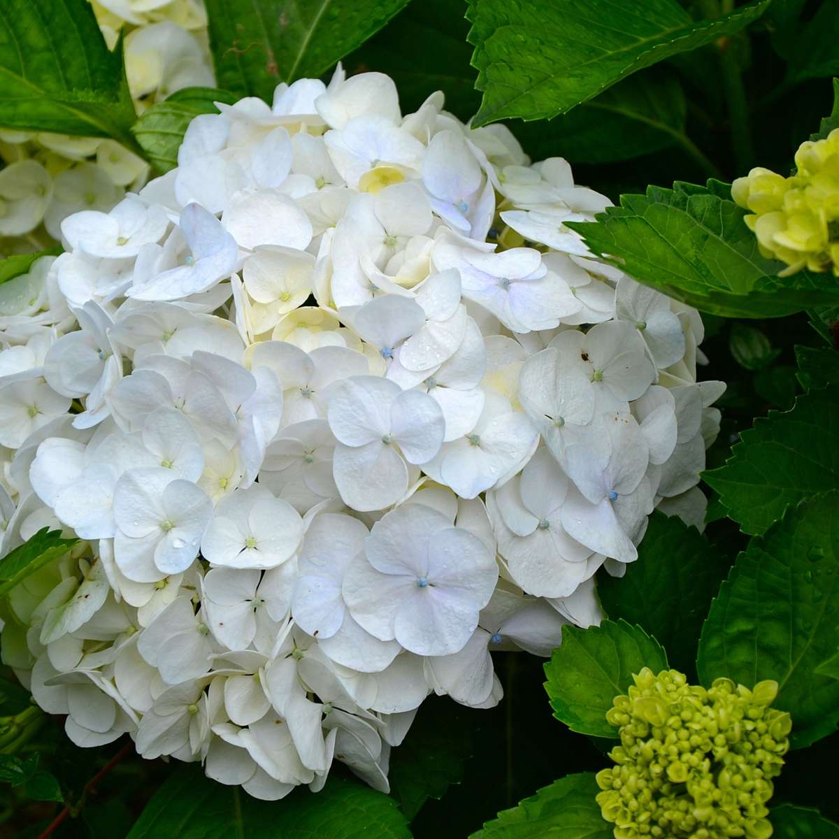 Hortensia - 3 pcs. - Hydrangea macrophylla 'Wudu' - Height 25-40cm - ⌀9cm