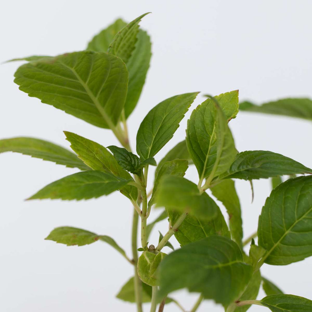 Hortensia - 6 pcs. - Hydrangea macrophylla 'Wudu' - Height 25-40cm - ⌀9cm