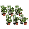 Hortensia - 6 pcs. - Hydrangea macrophylla 'Wudu' - Height 25-40cm - ⌀9cm
