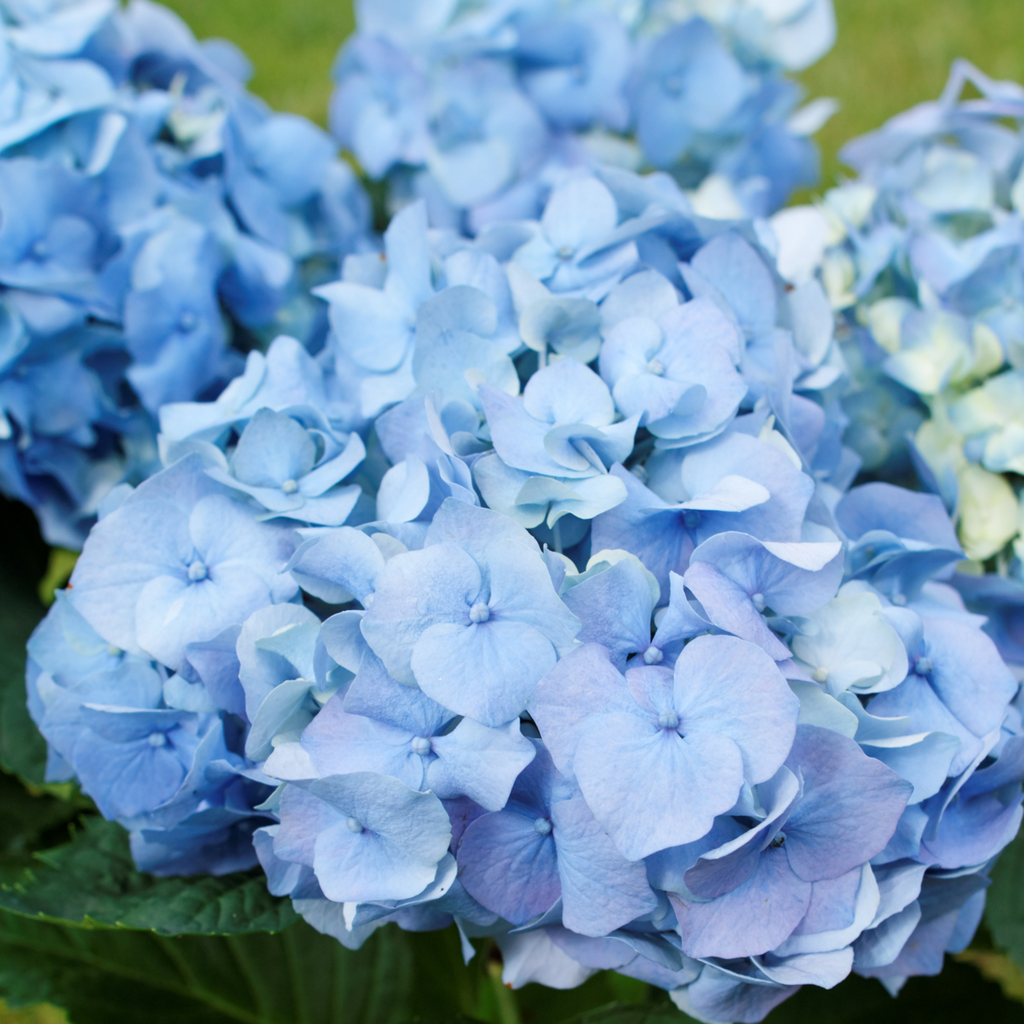Hortensia - 6 pcs. - Hydrangea macrophylla - Height 25-40cm - ⌀9cm