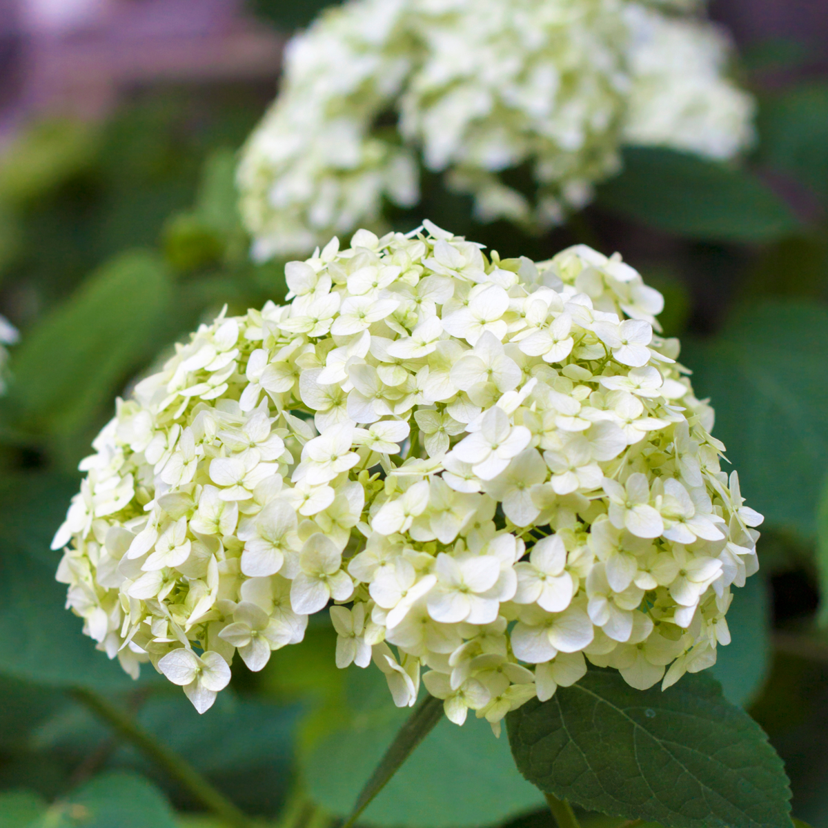 Hortensia - 3 pcs. - Hydrangea macrophylla - Height 25-40cm - ⌀9cm