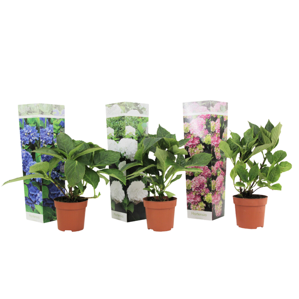 Hortensia - 3 pcs. - Hydrangea macrophylla - Height 25-40cm - ⌀9cm