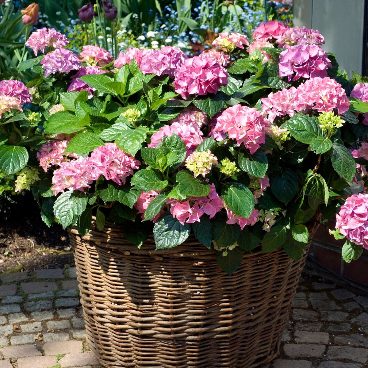 Hortensia - 6 pcs. - Hydrangea macrophylla 'Early Pink' - Height 25-40cm - ⌀9cm