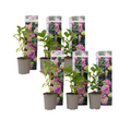 Hortensia - 6 pcs. - Hydrangea macrophylla 'Early Pink' - Height 25-40cm - ⌀9cm