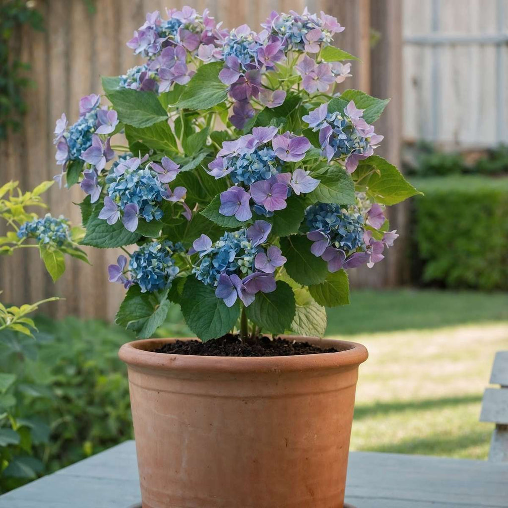 Hortensia - 3 pcs. - Hydrangea macrophylla teller 'Nizza' - H25-40cm - ⌀9cm