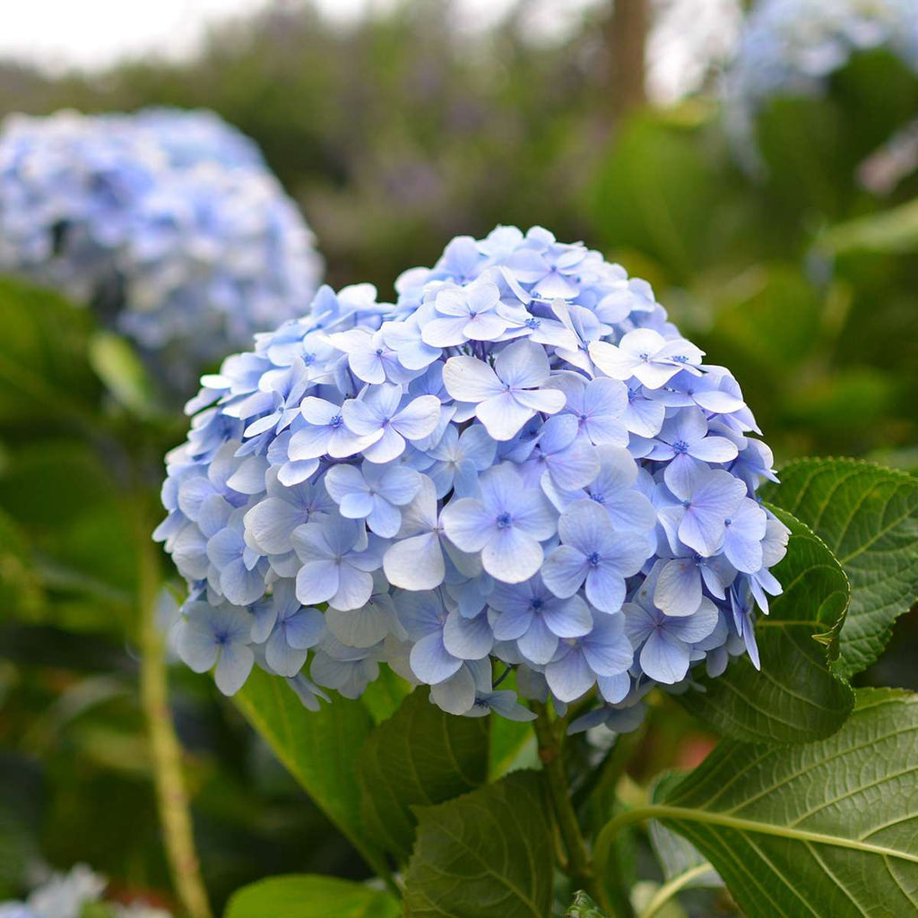 Hortensia - 3 pcs. - Hydrangea macrophylla teller 'Nizza' - H25-40cm - ⌀9cm