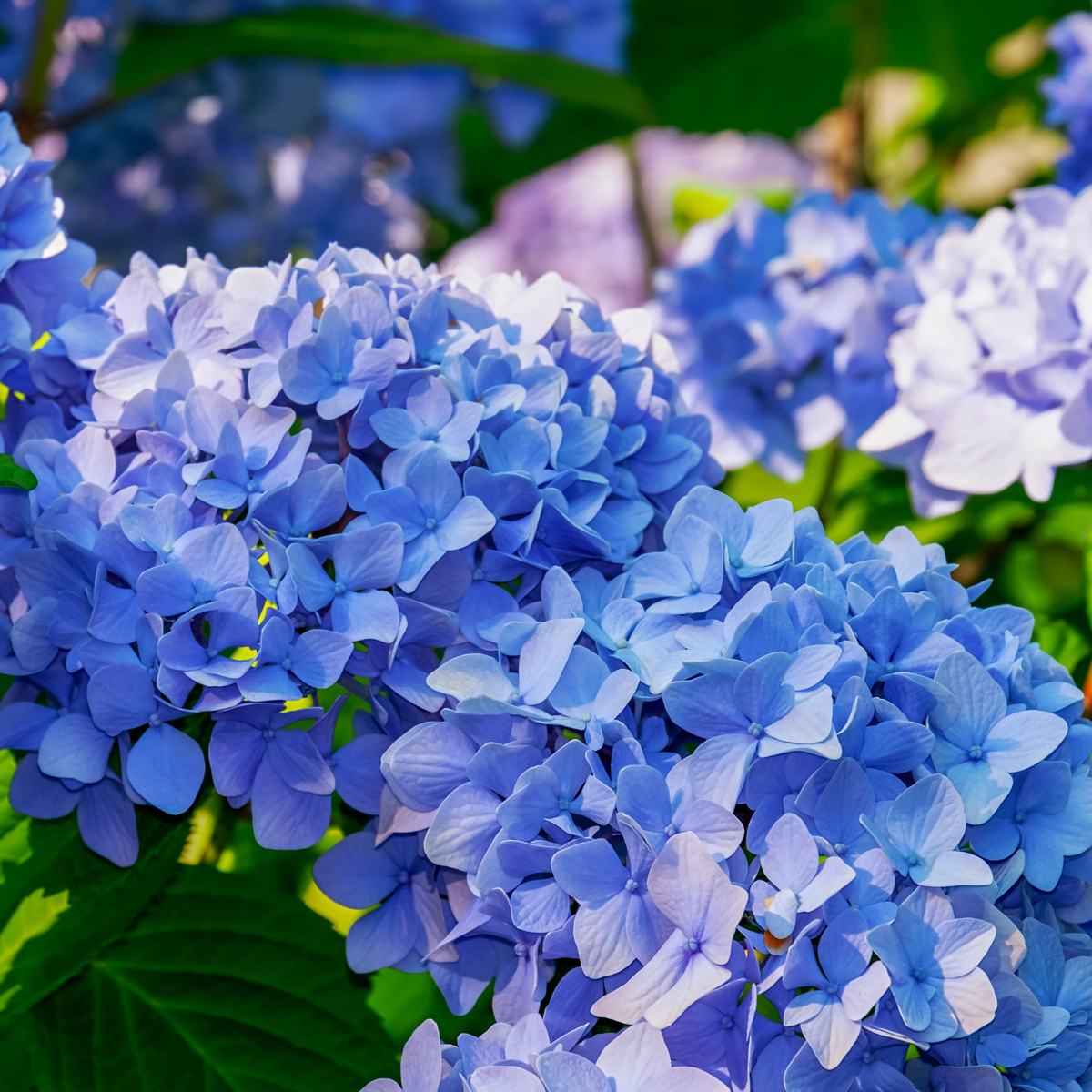 Hortensia - 6 pcs. - Hydrangea macrophylla teller 'Nizza' - H25-40cm - ⌀9cm