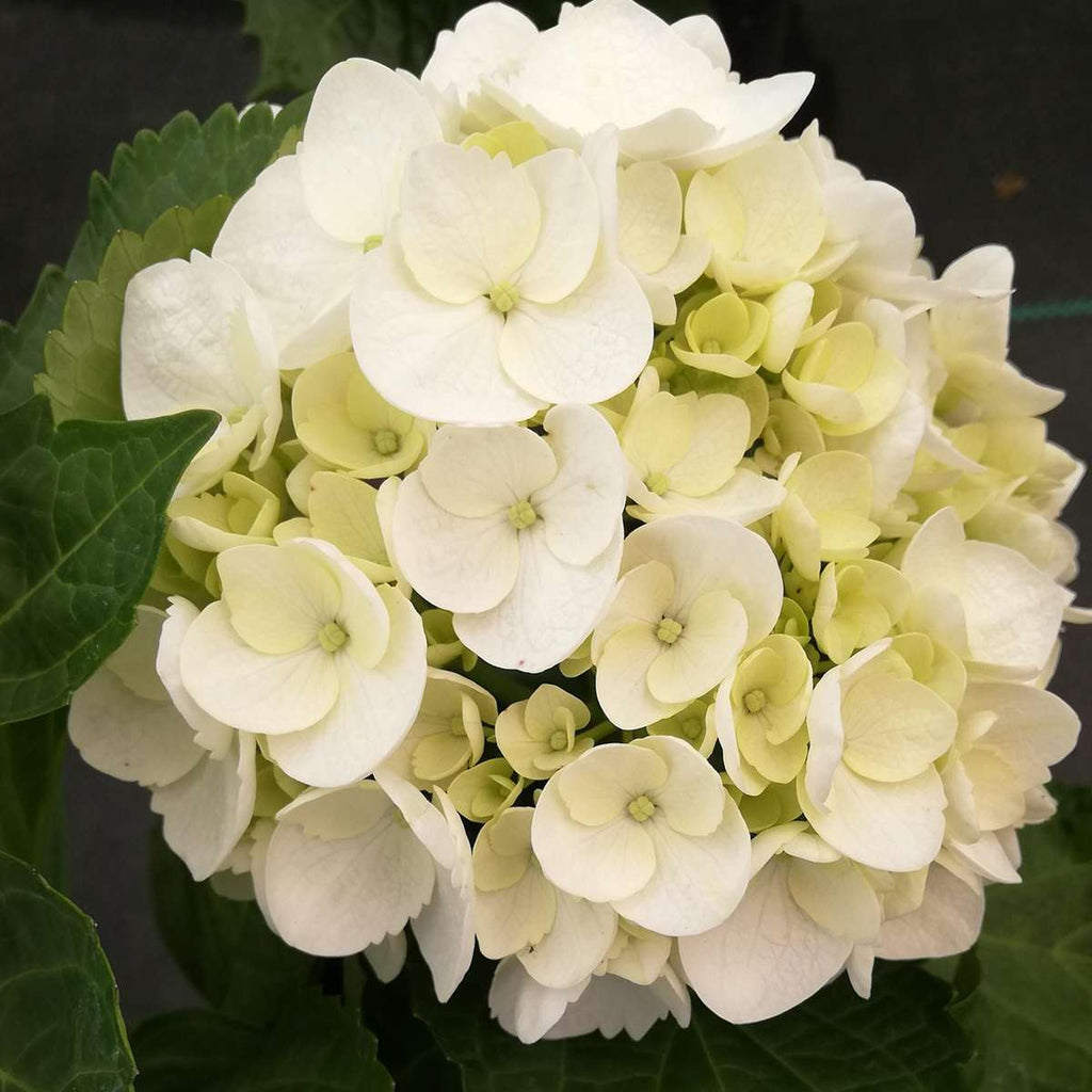 Hortensia - 3 pcs. - Hydrangea macrophylla teller 'Benxi' - H25-40cm - ⌀9cm