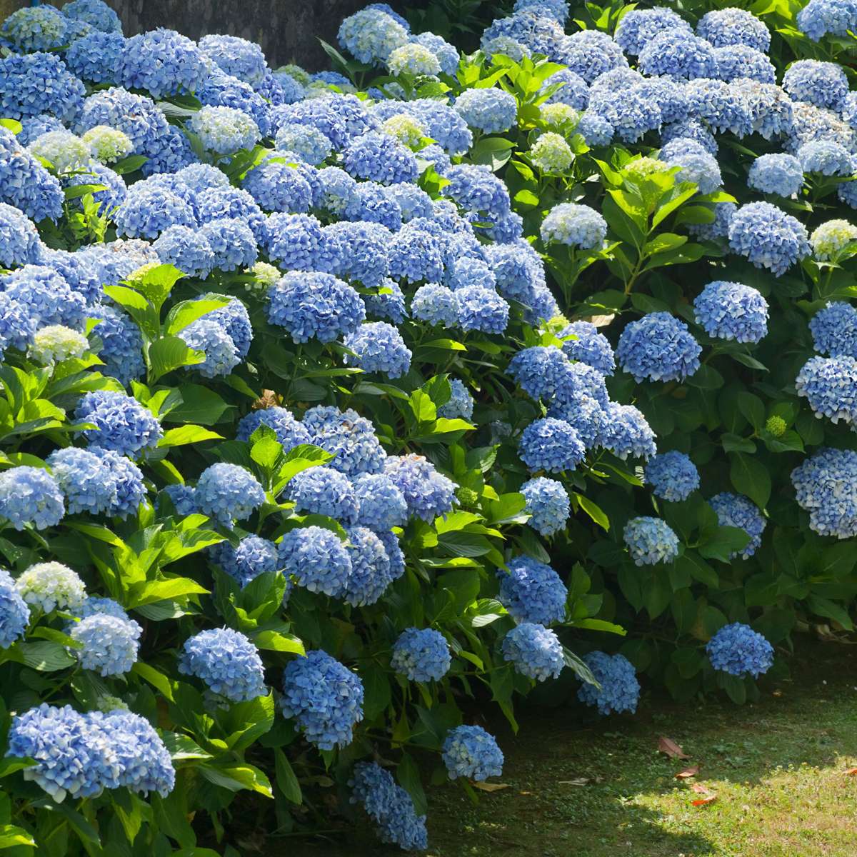 Hortensia - 3 pcs. - Hydrangea macrophylla - Height 25-40cm - ⌀9cm