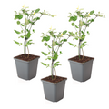 Jasmine - 3 pcs. - Jasminum 'Summer Scent' - Height 25-40cm - ⌀9cm