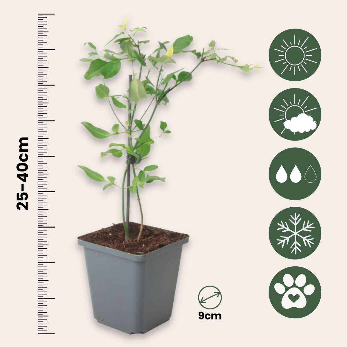 Jasmine - 3 pcs. - Jasminum 'Summer Scent' - Height 25-40cm - ⌀9cm