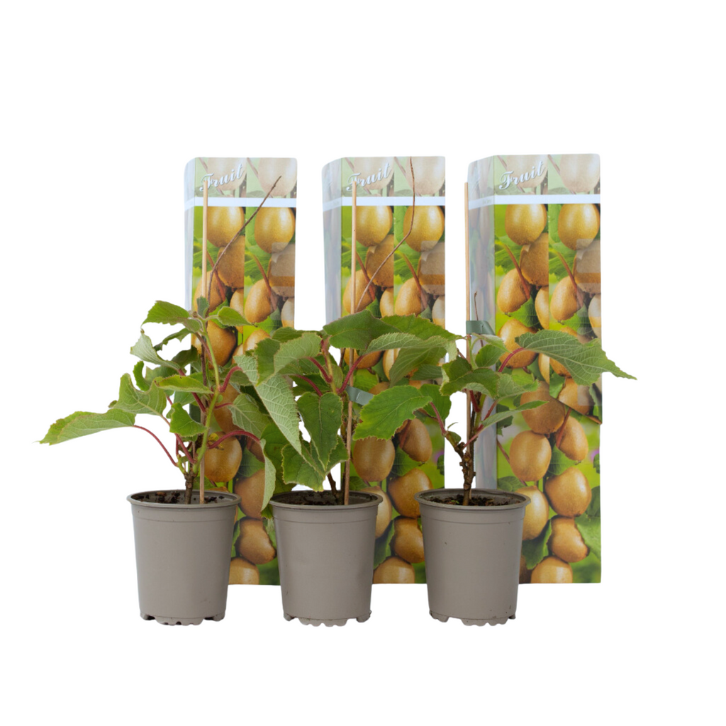 Kiwi fruit - 3 pcs. - Actinidia deliciosa 'Jenny' - Height 20-40cm - ⌀9cm