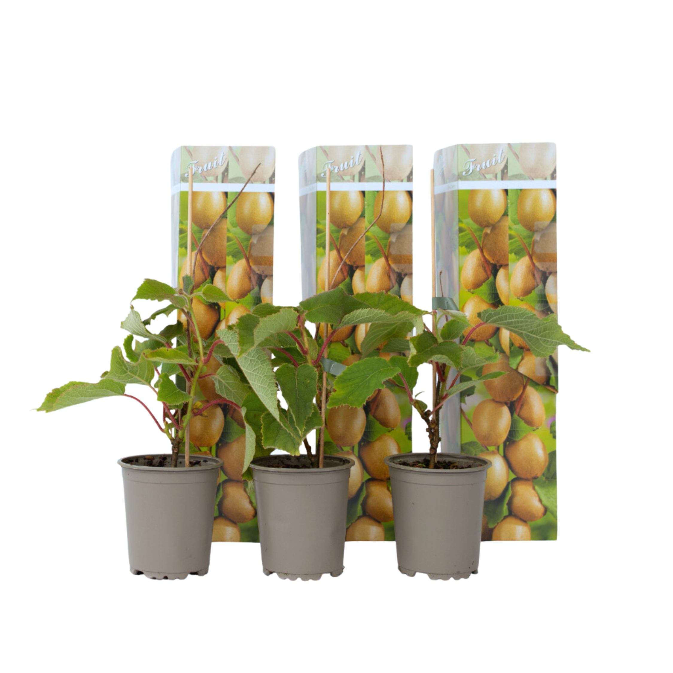 Kiwi fruit - 3 pcs. - Actinidia deliciosa 'Jenny' - Height 20-40cm - ⌀9cm