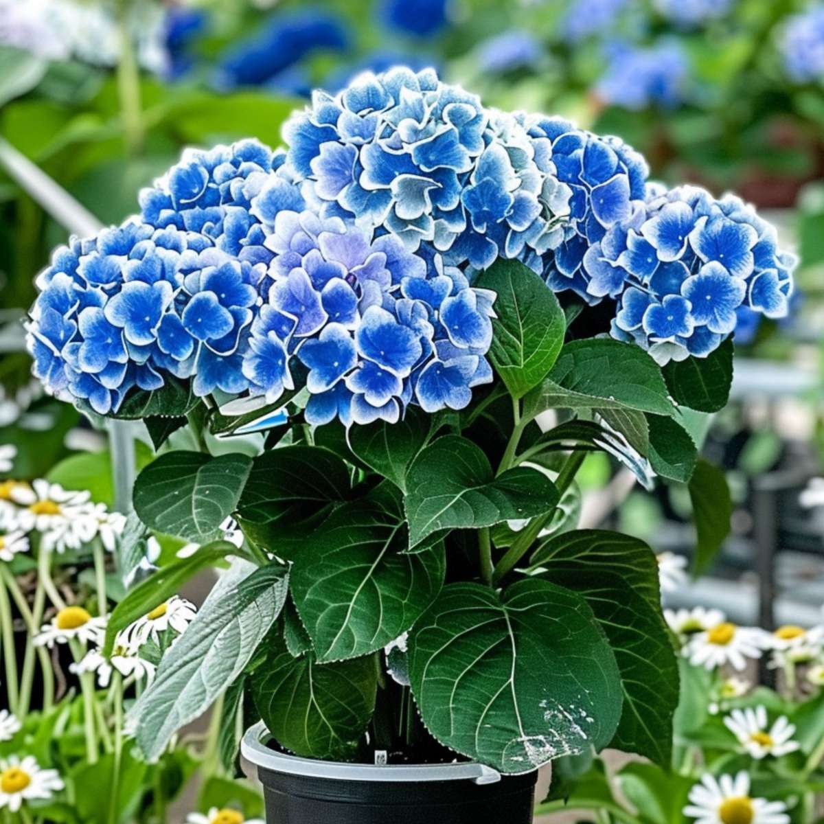 Hortensia - 6 pcs. - Hydrangea macrophylla 'Bavaria' - Height 25-40cm - ⌀9cm