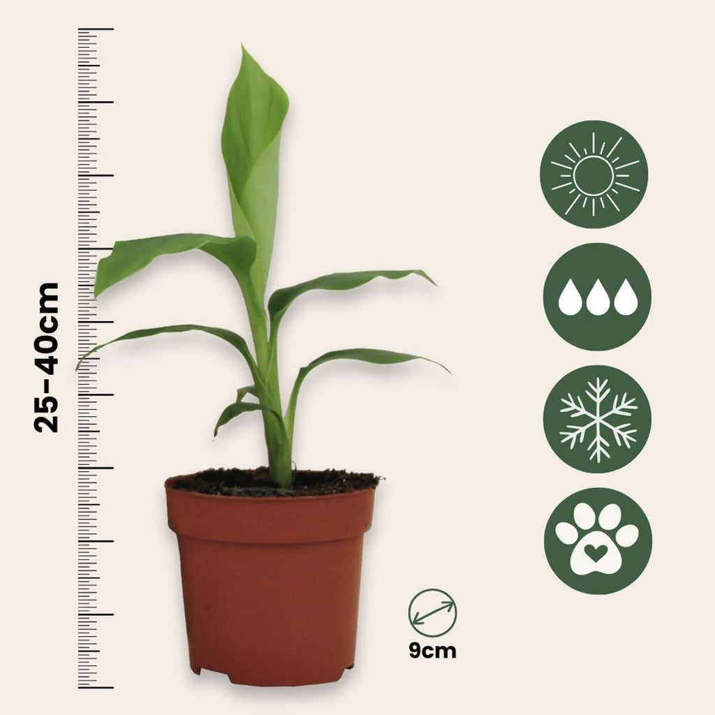 Hardy Banana - 2 pcs. - Musa basjoo - Height 25-40cm - ⌀9cm