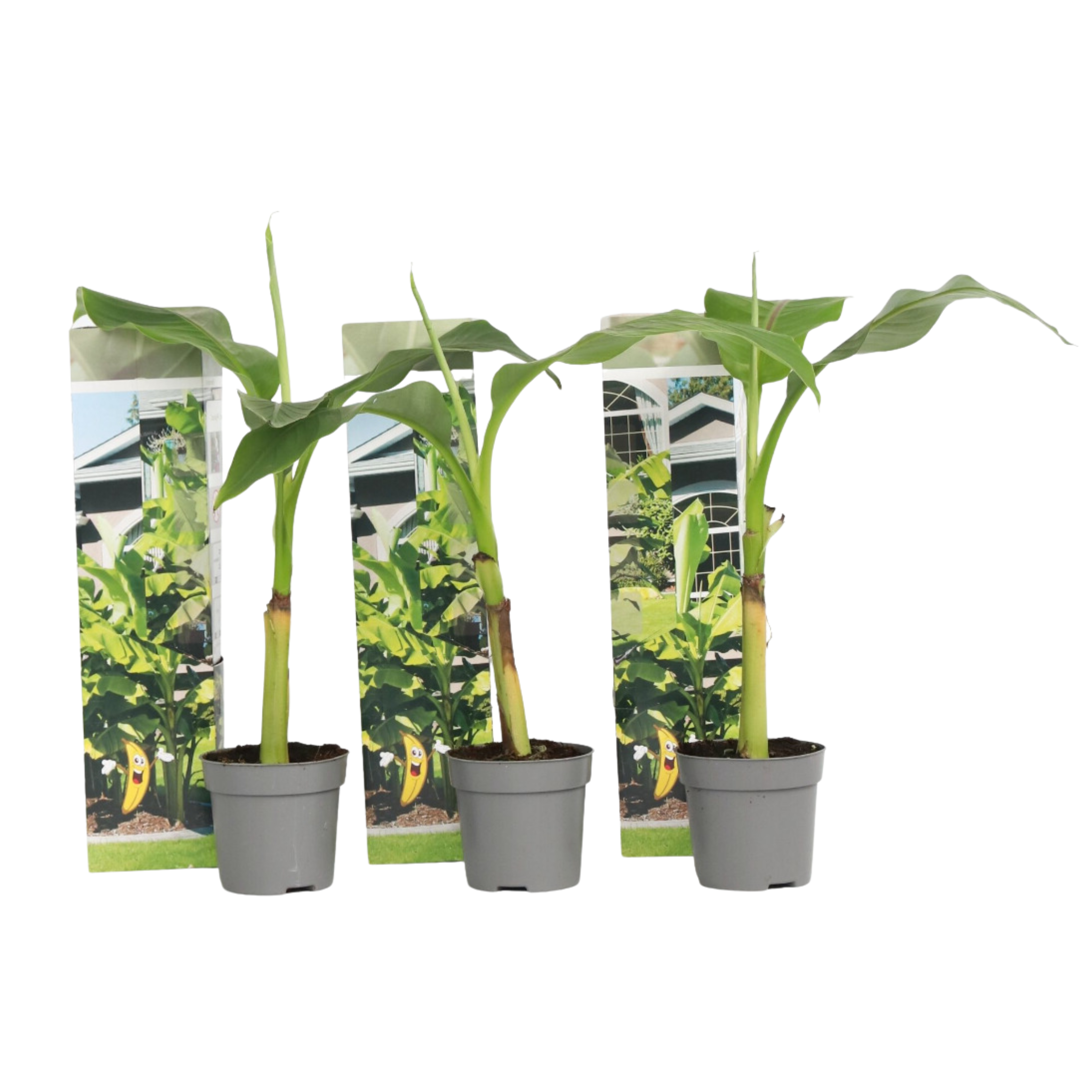 Hardy Banana - 3 pcs. - Musa basjoo - Height 25-40cm - ⌀9cm