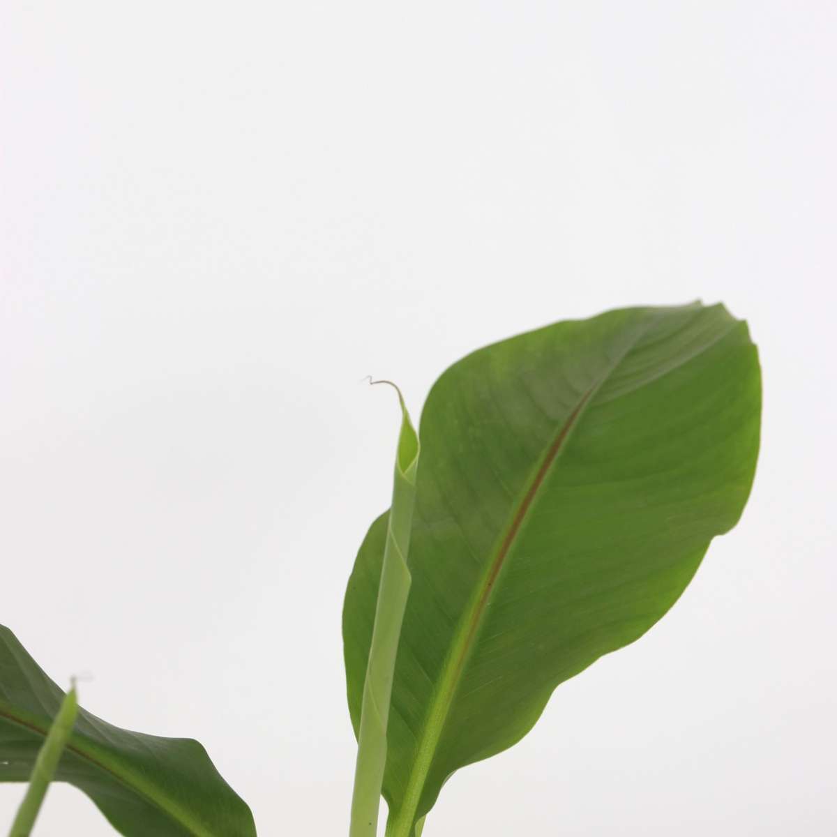 Hardy Banana - 4 pcs. - Musa basjoo - Height 25-40cm - ⌀9cm