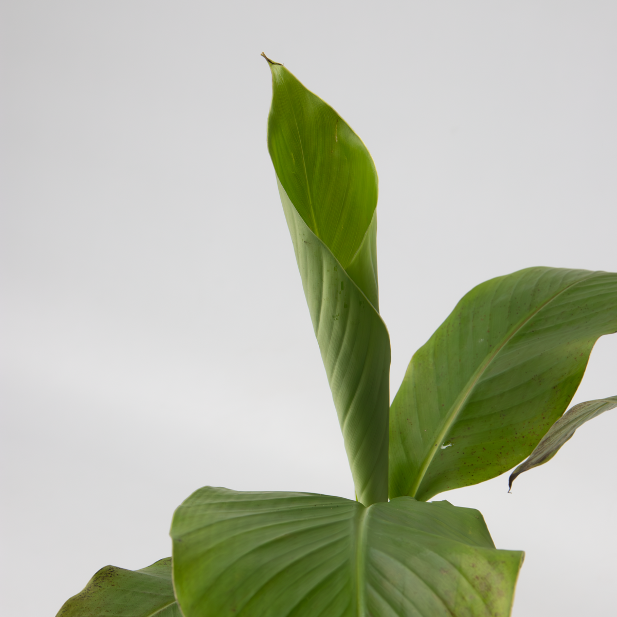 Hardy Banana - 4 pcs. - Musa basjoo - Height 25-40cm - ⌀9cm