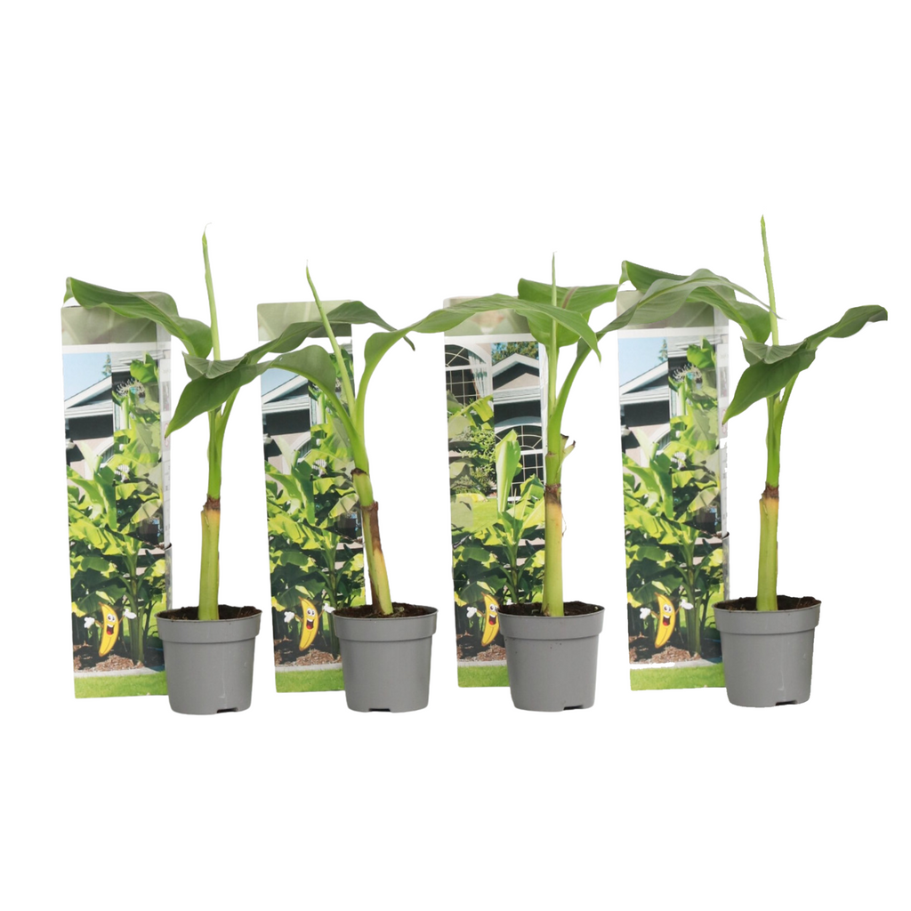 Hardy Banana - 4 pcs. - Musa basjoo - Height 25-40cm - ⌀9cm